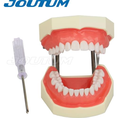 Dental Teaching Model Standard Dental Typodont Model Demonstration With Removable Teeth 200H Teeth Model
