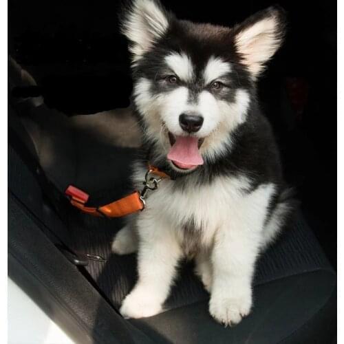 Pet Dog Supplies Cat Collar With Bell Adjustable Buckle Collar Cat Pet Supplies Cat Accessories Collar Small Dog Chihuahua