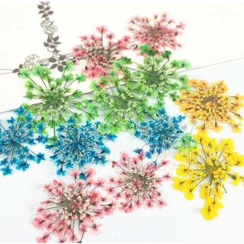 168 Pcs Minoan Lace Real Pressed Flowers DIY handmade material Specimens 1 lot/14 Bags Free shipment