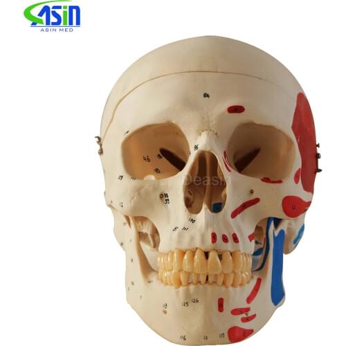 Skull model extraoral model dental tooth teeth dentist anatomical anatomy model odontologia