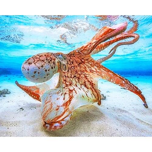 "Deep Sea Octopus" Picture DIY Digital Oil Painting by Number Painting Christmas Birthday Unique Gift