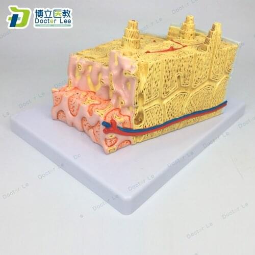 Grey’s Anatomy Bone Structure Model Enlarged 80 Times Skeleton Education Anatomia Model and Biology