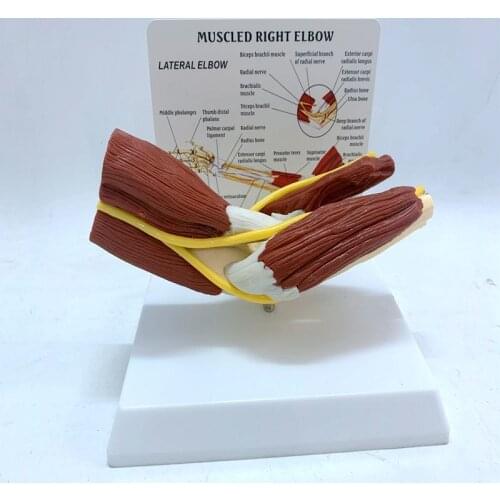 1:1 arm bone band muscle ligament model elbow joint models