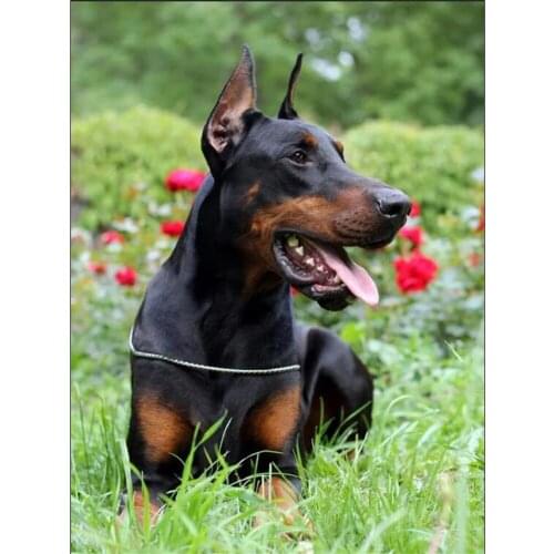 Animal Dog Doberman DIY Embroidery Cross Stitch 11CT Kits Craft Needlework Set Cotton Thread Printed Canvas Home Room