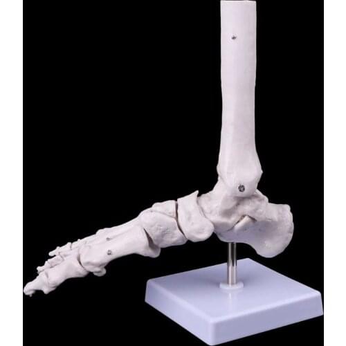 Life Size joints and bones of foot anatomy Human Foot and Ankle Model with shank bone Anatomical Models