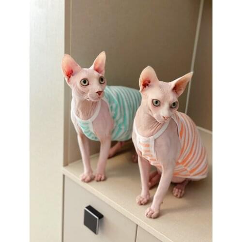 Sphinx hairless cat German cat striped camisole pet clothes spring and summer thin