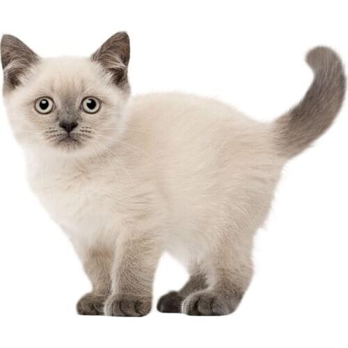 Three Ratels QC492 High detail British shorthair cat wall stickers for kids animal Poster for living room