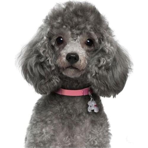 Cute dog pet picture by number Full square Round Diamond embroidery poodle diamond Painting Cross Stitch Rhinestone MosaicZP-844