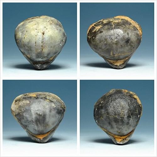 Natural medium Owls Head Bay olecranon snail fossils Devonian fossil brachiopods original stone large invertebrates