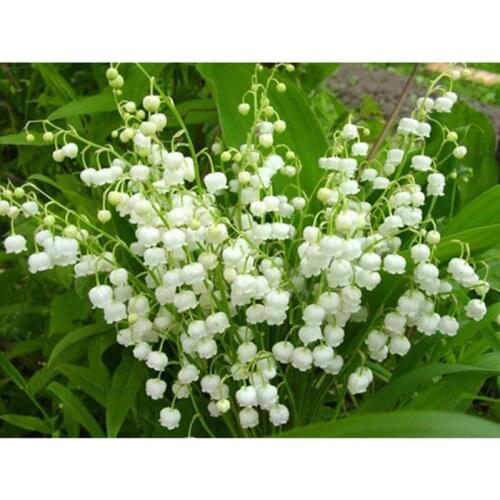 Full Round 5D Diamond Embroidery Flowers DIY Diamond Painting Cross Stitch Full Square Drill Needlework Mosaic Decor Paintings