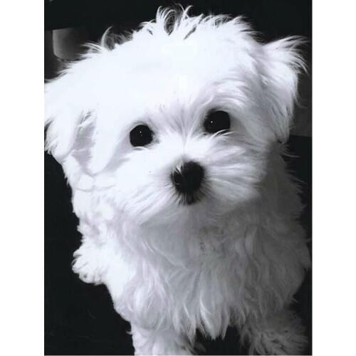 Diamond Mosaic wihte dog Diamond Embroidery Animal 5d diy Diamond Painting square drill picture of rhinestones home decor FG1870