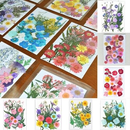 Pressed Dried Flowers Plant Herbarium Small Dried Flowers Scrapbooking For Phone Jewelry Making Craft Scrapbooking Decor