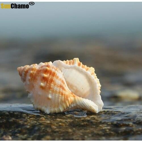 DIY Wishes Lucky Drifting Bottle Rolled Shellfish Hermit Crab Ornaments Mediterranean Sea Snail Nordic Shells Starfishes Crafts