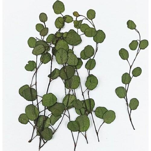 60pcs Pressed Dried Muehlenbeckia complexa Leaf Flower Plant Herbarium For Nail Art Make Up Jewelry Bookmark Phone Case Card DIY