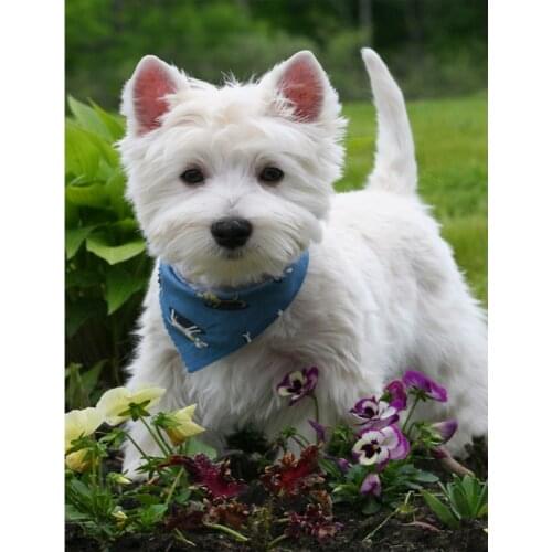 DIY Diamond Painting Cross Stitch"westie dog"Diamond Embroidery 5D Full Square round Drill Mosaic diamond Home Decor pet Animal