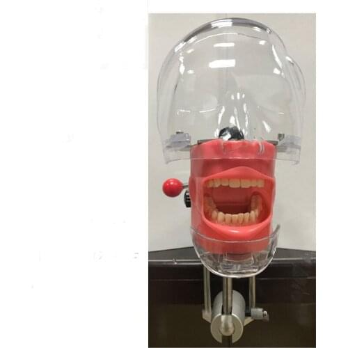 Oral simulation head mold resin tooth preparation standard test special dental mold isolated tooth model