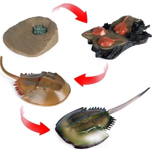 Simulation Animals Sea Limulus Turtle Horseshoe Crab Growth Cycle Action Figures Model Educational Cognitive Collection Kids Toy