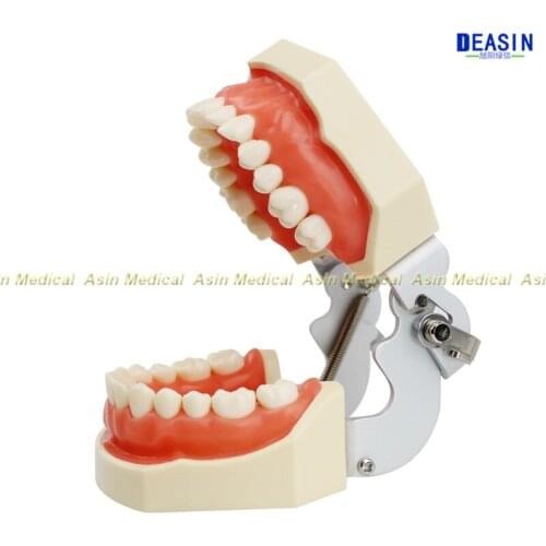 Standard deciduous teeth model 28pcs tooth Soft Gum teaching model dentist student learning with screw driver