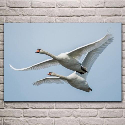 Swans couple birds wings sky flight nature animal living room home wall decor art prints wood frame fabric poster KL665