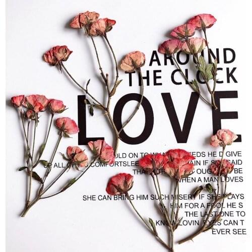 250pcs Pressed Dried Multi-head Chinese Rose Buds Flower Plants Herbarium For Jewelry Bookmark Phone Case Postcard Scrapbook DIY