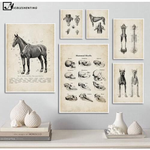 Dog Horse Animal Anatomy Poster Vintage Skeleton Skull Medical Painting Canvas Fabric Print Wall Art Picture Student Room Decor
