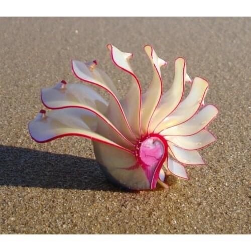 ROSE NAUTILUS NATURAL CONCH SHELL ORNAMENTS GIFTS HOME FURNISHING FOSSIL RARE COLLECTION OF FOUR FAMOUS