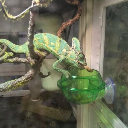 EONMIR Suction Cup Feeder, Reptiles Ledge Accessories Supplies for Gecko, Chameleon