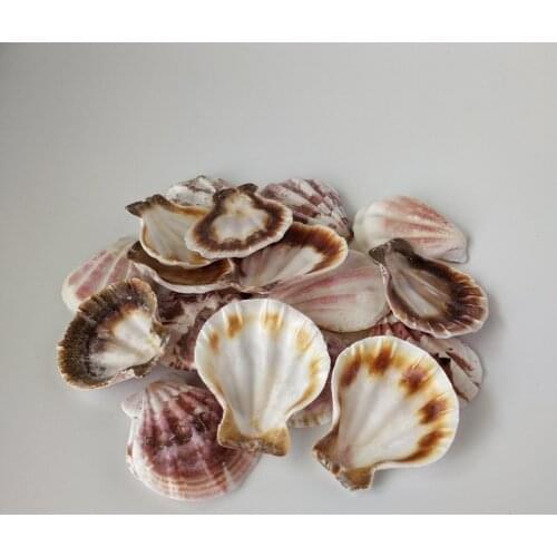 20pcs natural sea shells conch seastar Colorful Natural Seashells Decorations Scallop Shells Crafts Decor Ornament