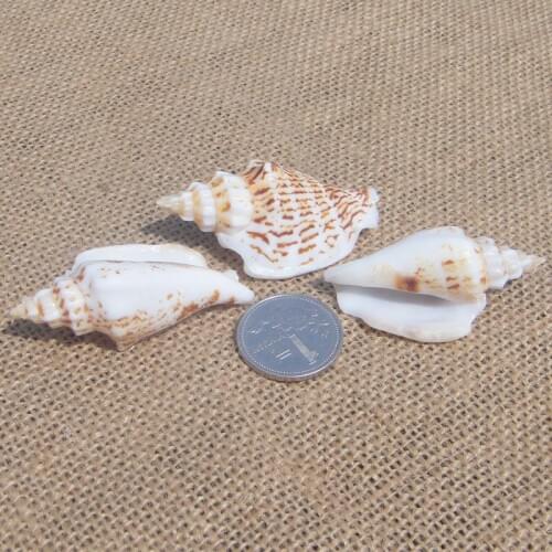 Small conch, white mouth snail, about 5cm, axe snail, flat jade snail, platform fish tank, wedding decoration