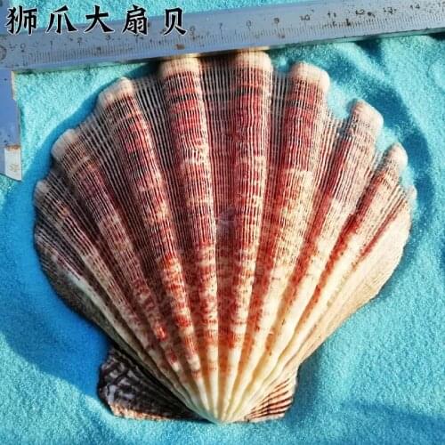 13-15cm thick large scallop shells home decorations props photography dish fish tank