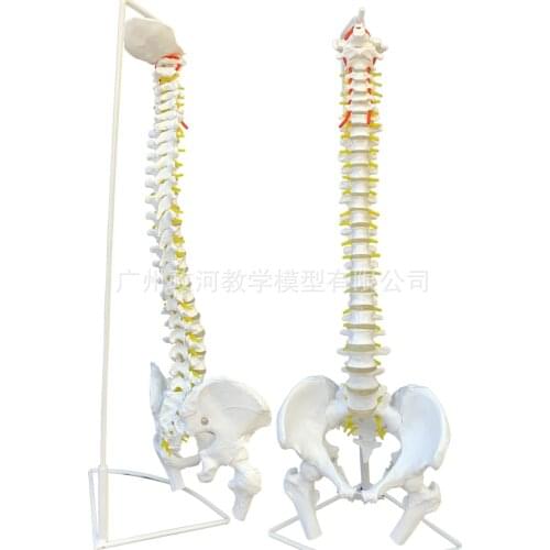 85cm Human spine anatomical model Intervertebral disc Spinal nerve Occipital Cervical thoracolumbar Skeleton teaching model