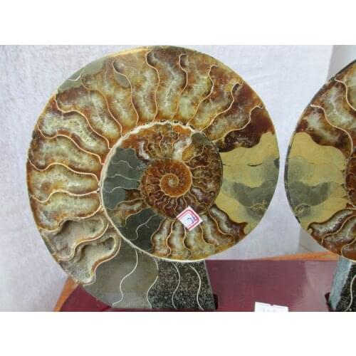 AMMOLITE NAUTILUS MADAGASCAR FOSSIL SPECIMEN HEALING 1262g+stand 277g