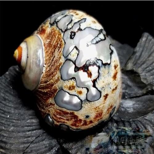 Natural and rare conch collection 5.2 cm South African turban snails look good home decoration