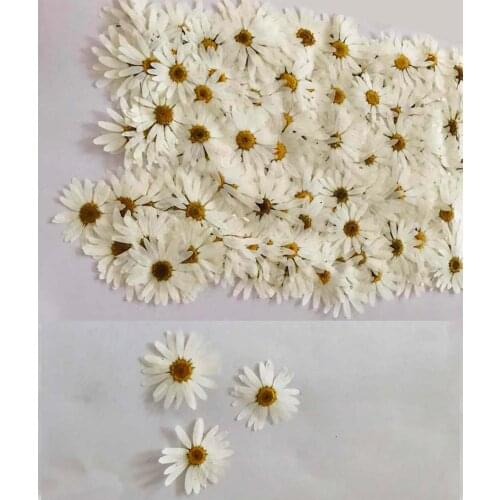 20pcs Pressed Dried White Pericallis Hybrida Flower Plants Herbarium For Epoxy Resin Jewelry Making Face Makeup Nail Art Craft