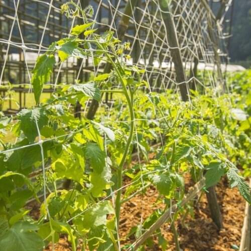10m Garden Plant Trellis Netting Heavy Duty Mesh Vine Landing Garden Weaving Grow Frame Vegetable Flower Cucumber Climbing Net