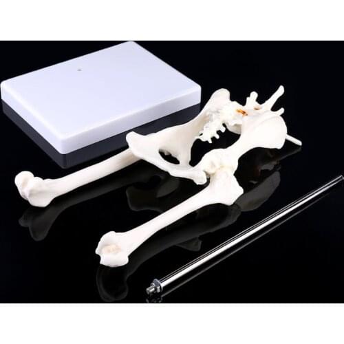 Dog Canine Lumbar Hip Joint with Femur Model Teaching Anatomy Skeleton Display 746D