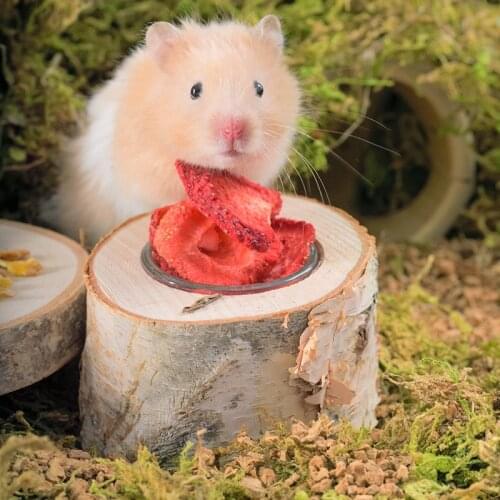 Hamster Dry Moss Bedding Natural Birch Hamster Cage Landscaping Supplies Golden Bear Chipmunk Dwarf Rat Small Pet Accessories