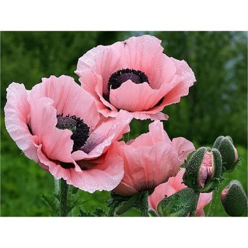 Diamond painting cross stitch flower diamond mosaic embroidery Pink poppy flower full rhinestone Living room decoration painting