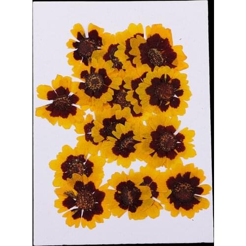 20pcs Real Pressed Flowers Embellishment Scrapbooking Phone Case Craft Decor