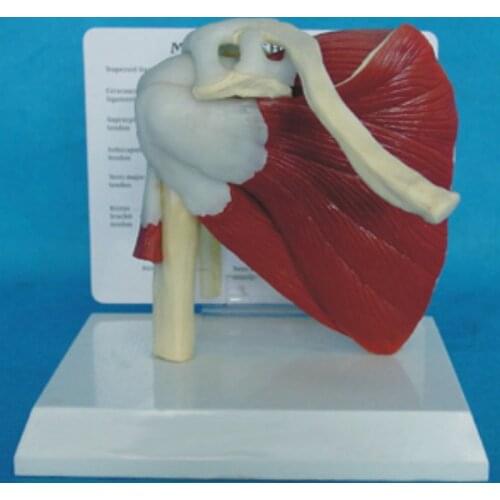 Human Skeleton Shoulder Scapula Clavicle Muscle Model Joint Functional Ligament Medical Teaching Aid Supplies