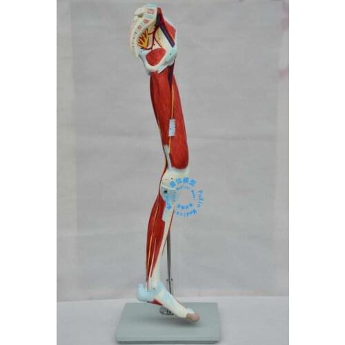 Free shipping&human leg muscle model, nerve vascular model, used for art, sketch, school, hospital