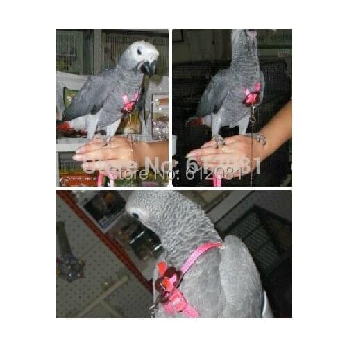 Free shipping wholesale Adjustable Parrot Bird Harness for birds Training leash Playing 6 Fluorescent colors 12pcs/lot
