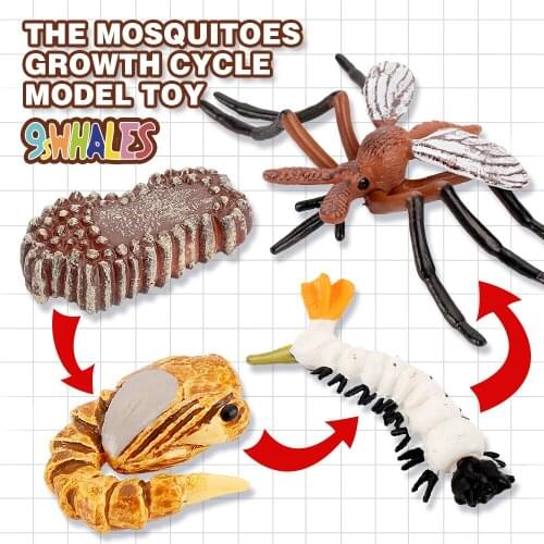 Educational Model Toy Simulation insects PVC Mosquitoes Growth Cycle Scene Design Simulation Powder Toy Decoration Gift