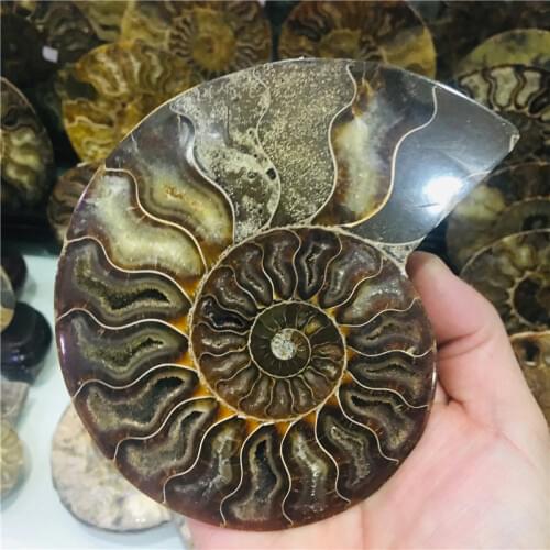 AAA+600g Natural AMMONITE PRETTY NAUTILUS MADAGASCAR FOSSIL SPECIMEN HEALING free shipping 1pc