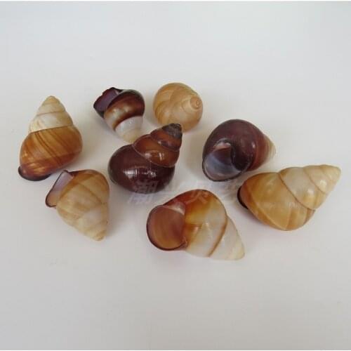 Natural conch shell snail shell home decoration fish tank landscaping childrens toy photography props