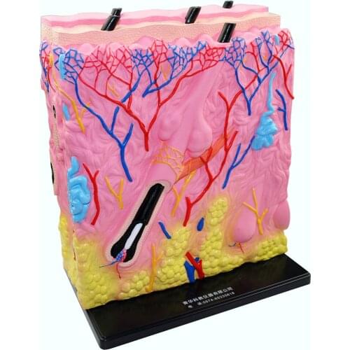Stereoscopic Skin Structure Anatomical Model Biomedical Demonstration Teaching Aids School Educational Equipment