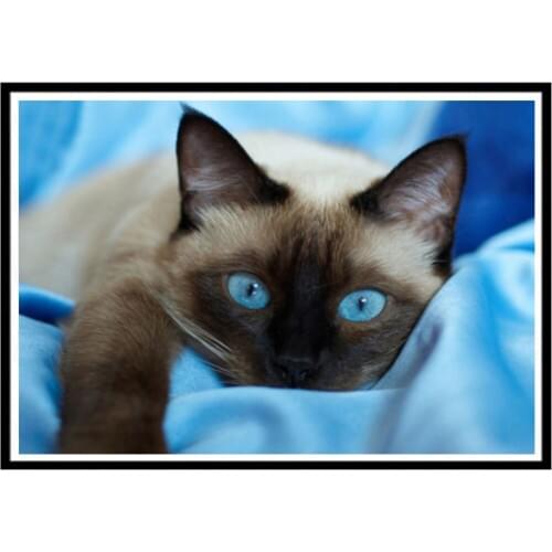 5D part diamond painting animal blue eyes cat DIY embroidery shaped crystal diamond home Christmas decorations handmade gifts