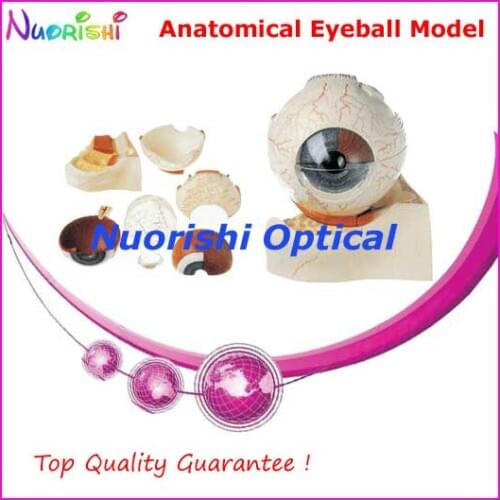 E4601 Top Quality Guarantee Magnification 5X Anatomical Human Eye Eyeball Model Eyeball Lowest Shipping Costs