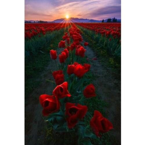 Full Diamond Embroidery Red rose Diy 5d Diamond Painting Cross Stitch Square drill resin Mosaic paste Unfinished Patchwork Kits