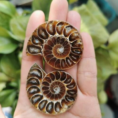 30-50mm Cute Natural Ammonite Fossil Jade Slices Ornaments Madagascar Conch fossil
